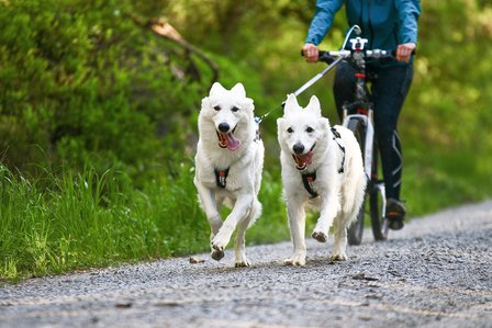 Non-Stop Freemotion Harness Bikejoring