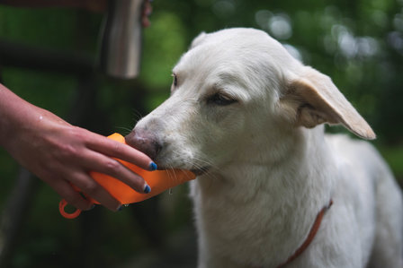 Kong H2O drinkflessen voor honden