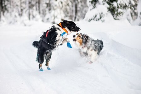 Non-Stop Safe Collar