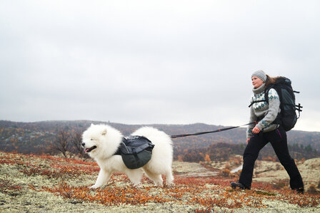 Touring Bungee Leash Adjustable