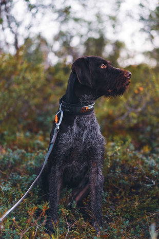 Non Stop Rock Adjustable Collar on dog