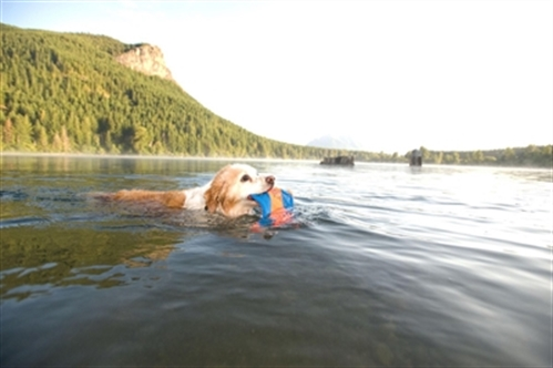 Chuckit Flying Squirrel in water