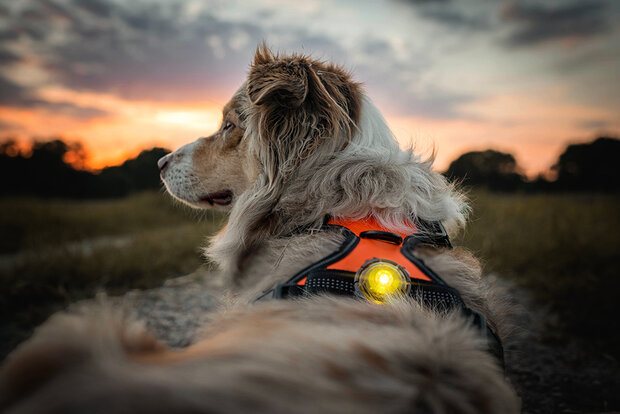 Dog Dual, LED lamp voor honden - Drookit Dogs