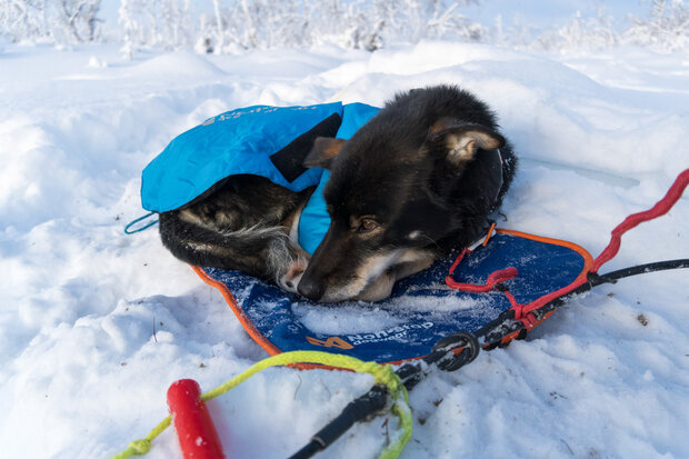 Non Stop Slaapmat / musher sleeping mat