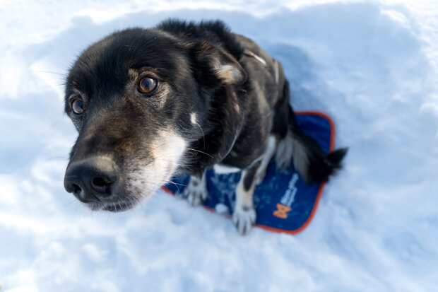 Non Stop Slaapmat / musher sleeping mat