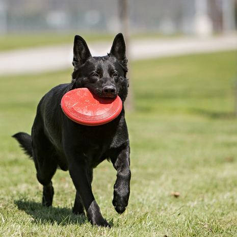 Kong Flyer (frisbee) 