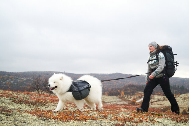 Touring Bungee Leash Adjustable