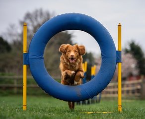 Agility