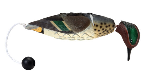 Groenvleugeltaling | ASD EZ-Bird dummy Groenvleugeltaling | ASD EZ-Bird dummy